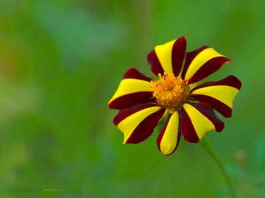 Aesthetic Flowers Desktop Wallpapers - Top Free Aesthetic Flowers 