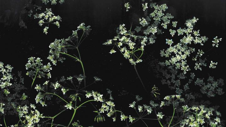 26 Aesthetic Flower Wallpapers - Wallpaperboat