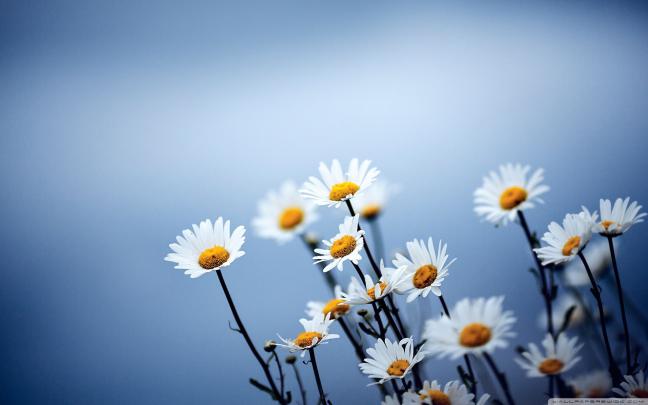 Flower Wide Aesthetic Dark Wallpapers