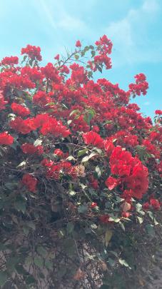 Aesthetic Flowers Wallpapers