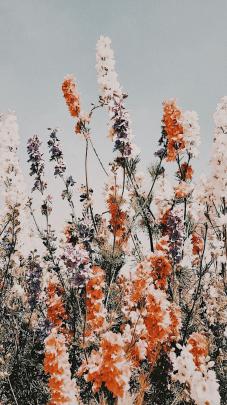 Nice Aesthetic Flower Wallpapers