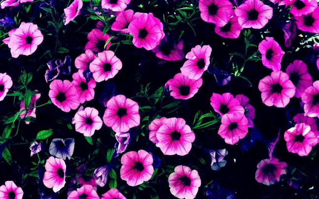 Aesthetic Purple Pink Desktop Wallpapers - Top Free Aesthetic Purple 