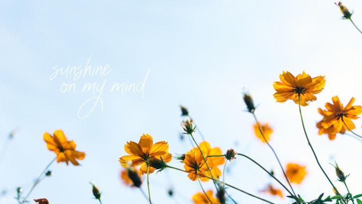 Aesthetic Spring Flowers Laptop Wallpapers