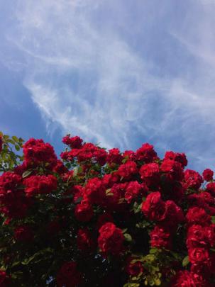 Aesthetic Flowers Wallpapers