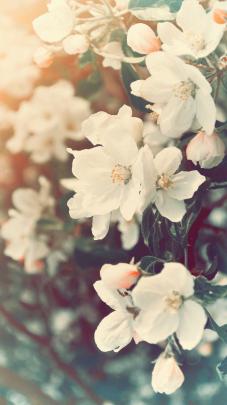 Aesthetic Spring Flowers Wallpapers | HD Background Images | Photos 