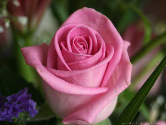 rose live wallpaper download - HD Desktop Wallpapers