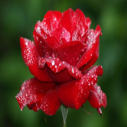 Download Rose Flower Live Wallpaper Gallery