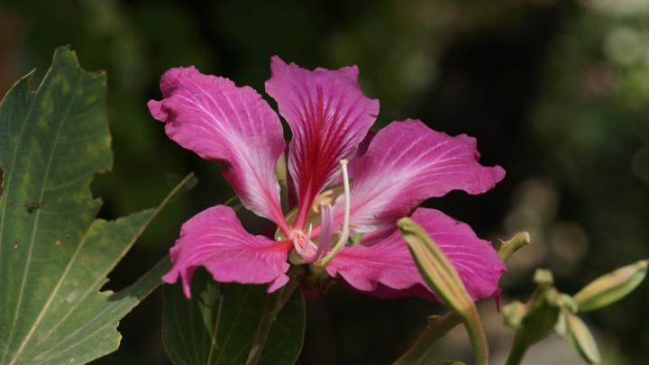 Tropical flower - HD Desktop Wallpapers