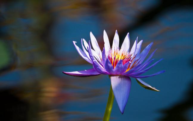 hd images of flowers - HD Desktop Wallpapers
