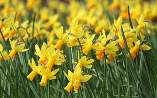 daffodils flower - HD Desktop Wallpapers