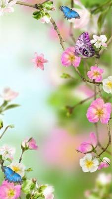Flowers Live Wallpaper APK Download for Android