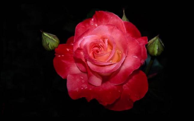 live wallpaper rose | HD Desktop Wallpapers