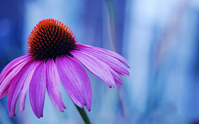 macro flowers wallpaper A6 - HD Desktop Wallpapers