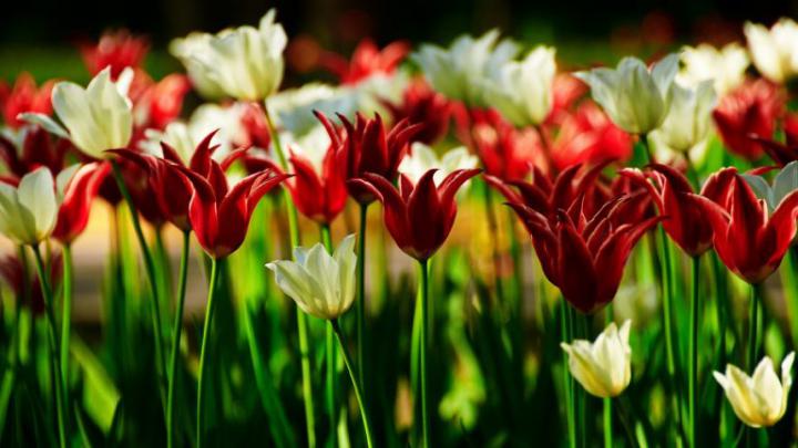 field tulips flowers - HD Desktop Wallpapers