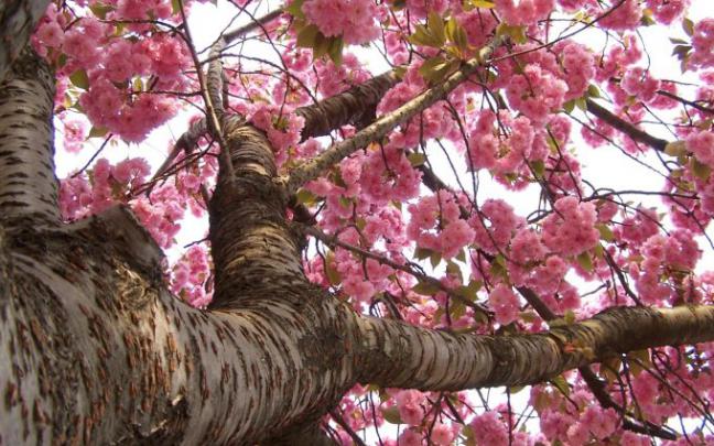 sakura flower - HD Desktop Wallpapers
