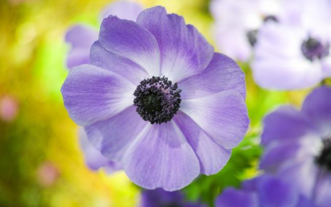 lilac colored flower - HD Desktop Wallpapers
