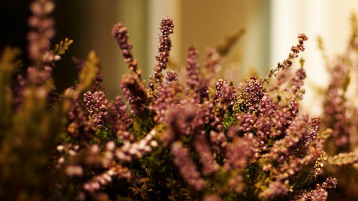 nature plants wallpaper - HD Desktop Wallpapers