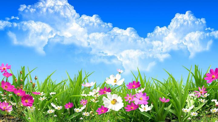 Free download Flower Spring Live Wallpaper Android Apps on Google Play 