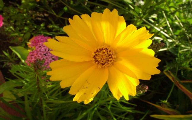Flower Clock Live Wallpaper 8