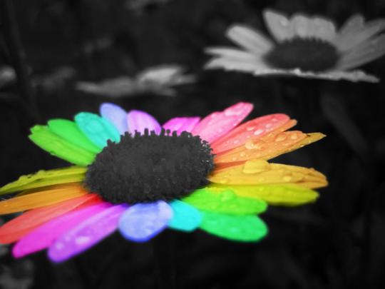 rainbow flower cute - HD Desktop Wallpapers