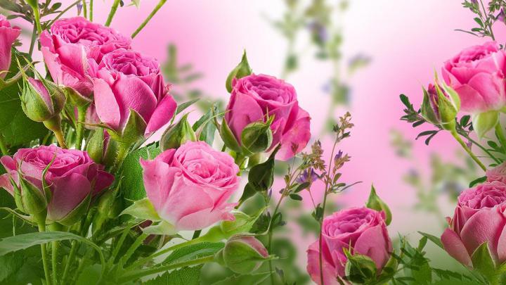 Free download Rose Live Wallpaper Android Apps on Google Play [1280x720 