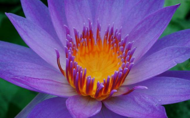 lotus flower image - HD Desktop Wallpapers