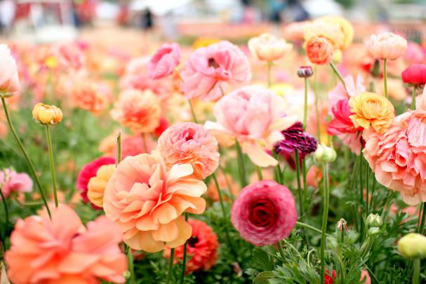 Cute Flowers, Wallpaper, Flower - Ranunculus Field California 