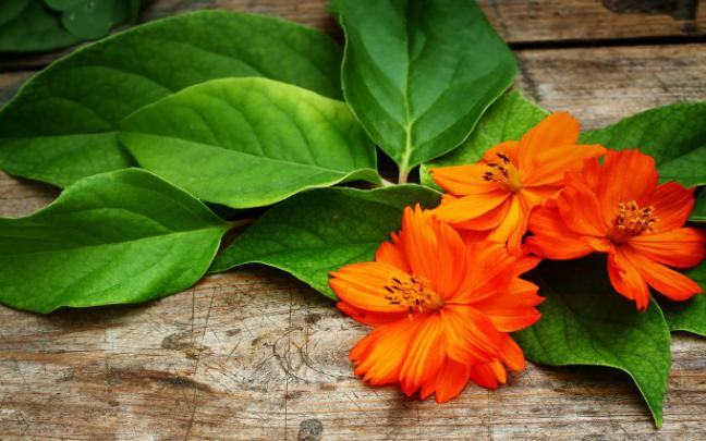 tangerine flower - HD Desktop Wallpapers