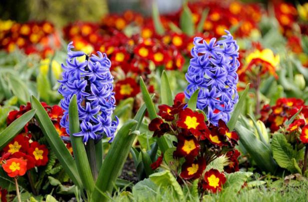 beautiful flower hyacinth - HD Desktop Wallpapers