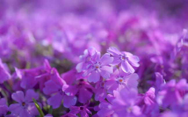 purple flowers - HD Desktop Wallpapers