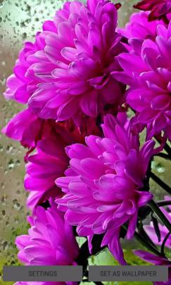 Shiny Flowers Live Wallpaper Free Android Live Wallpaper download 