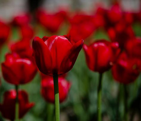 red flowers wallpaper A12 - HD Desktop Wallpapers