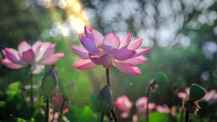 Lotus Flower Live Wallpaper - WallpaperWaifu