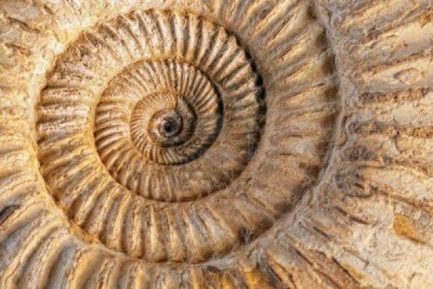 Fossil Wallpapers