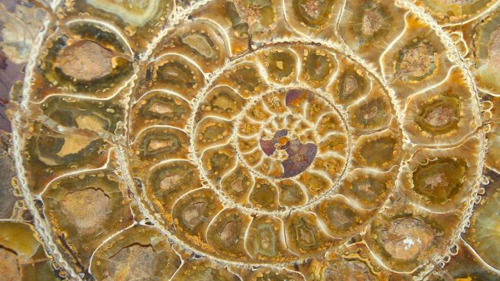 Fossil \u2013 Bing Wallpaper Download