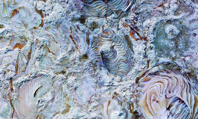 Fossil Wallpapers
