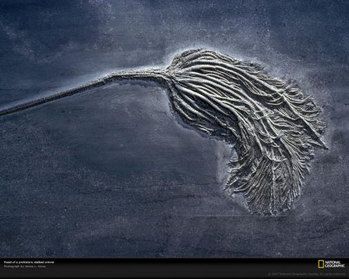 Download Fossil Wallpapers Gallery