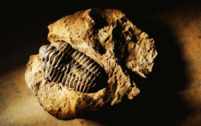 Download Fossil Wallpapers Gallery