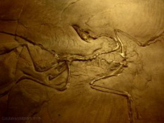 Download Fossil Wallpapers Gallery