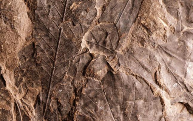 nature, Leaves, Fossil Wallpapers HD \/ Desktop and Mobile Backgrounds