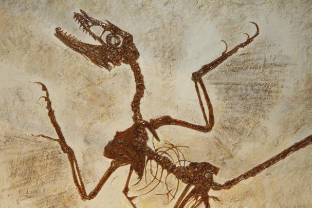 Fossil wallpapers, Earth, HQ Fossil pictures | 4K Wallpapers 2019