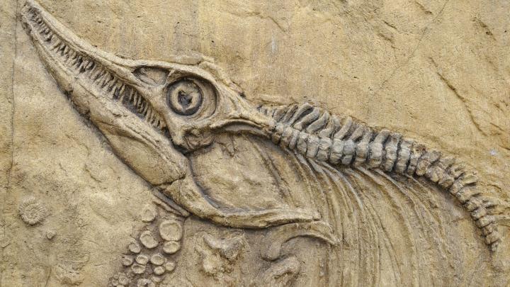 nature, Animals, Skull, Bones, Prehistoric, Birds, Dinosaurs, Spine 