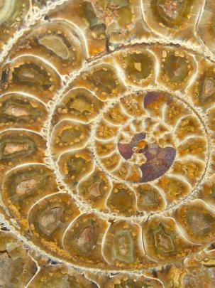 Fossil \u2013 Bing Wallpaper Download