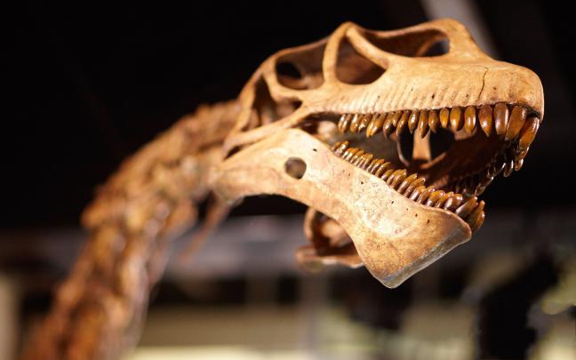 Dinosaur Wallpaper and Background Image | 1680x1050 | 207942 
