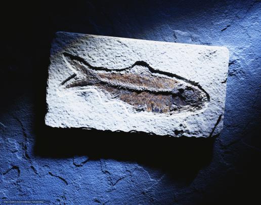 Download wallpaper fossil, fish, macro free desktop wallpaper in the 