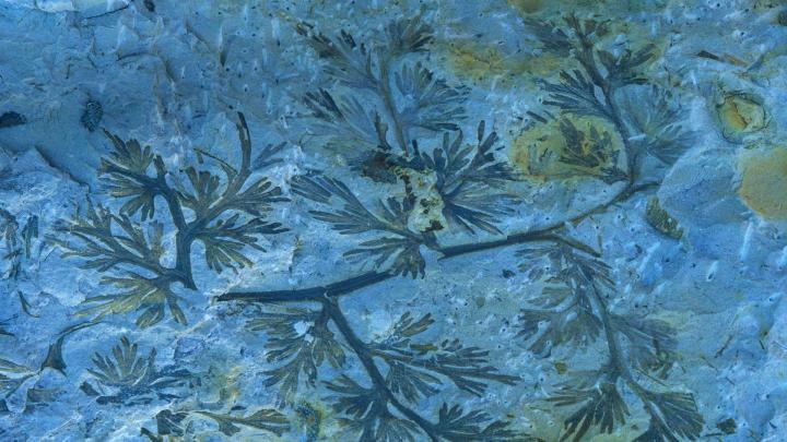 Compression Fossil \u2013 Bing Wallpaper Download