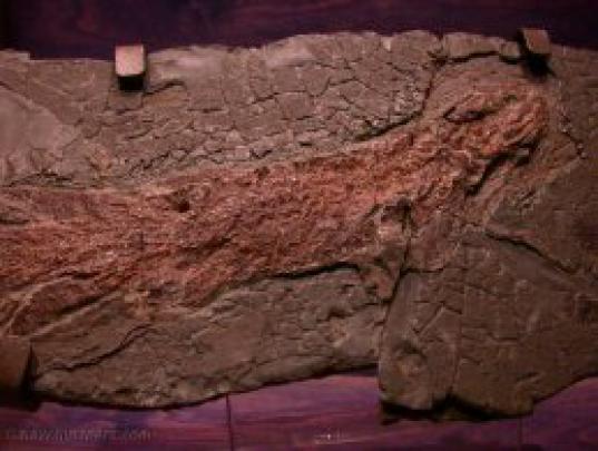 Dinosaur and fossil Wallpapers Images Photos Backgrounds Download Free 