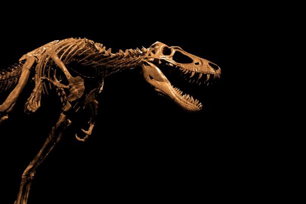 [76+] Tyrannosaurus Rex Wallpaper 