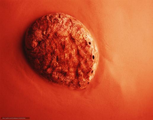 Download wallpaper fossil, background, macro free desktop wallpaper in 
