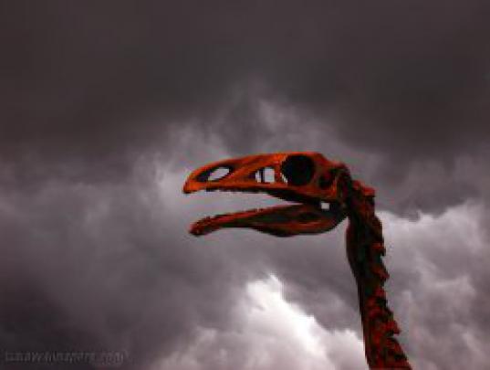 Dinosaur and fossil Wallpapers Images Photos Backgrounds Download Free 